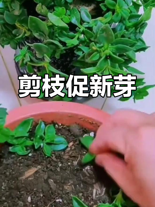 牡丹吊兰爆盆秘诀:修剪打顶让侧芽爆发