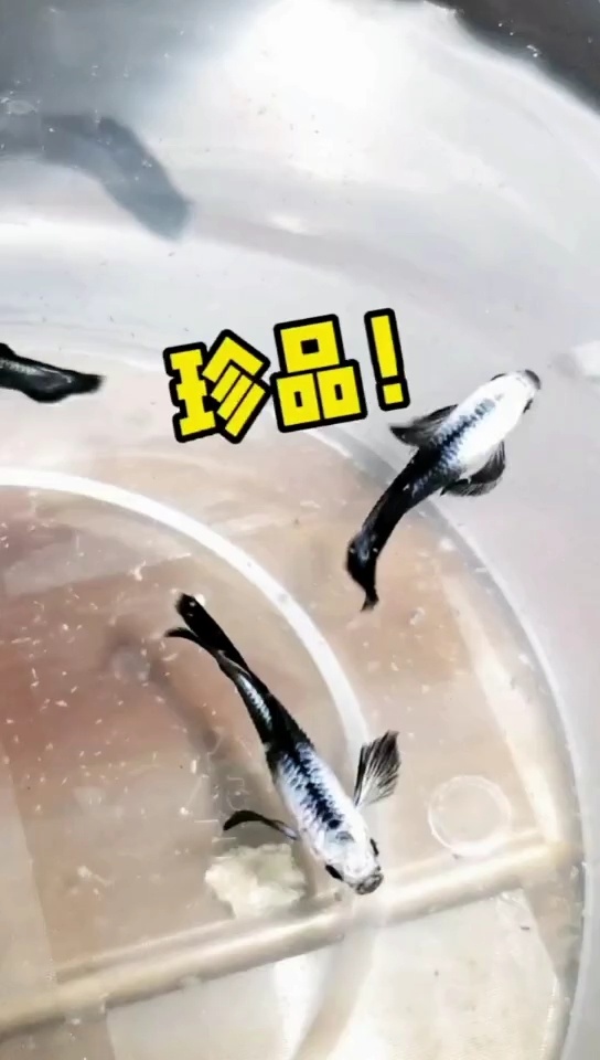 珍品熊猫孔雀鱼