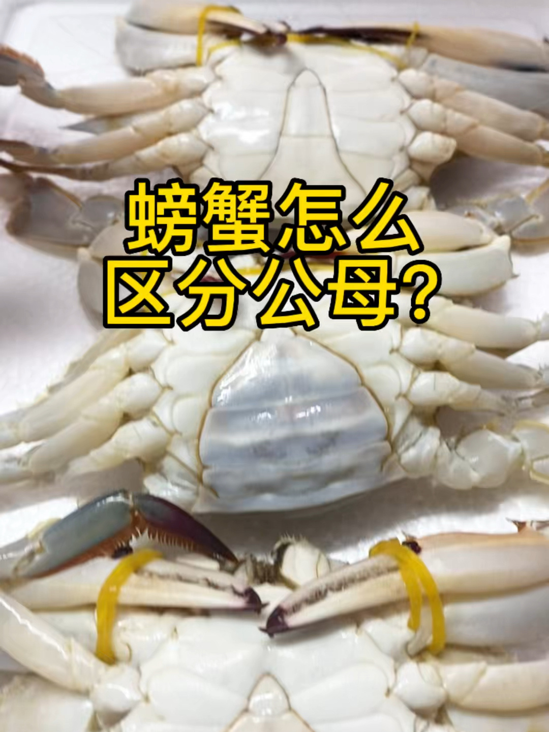 螃蟹怎么分公母?看这个地方