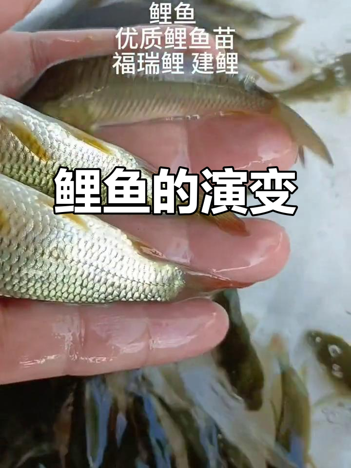 鲤鱼养殖历史悠久,建鲤与福瑞鲤成为主流品种