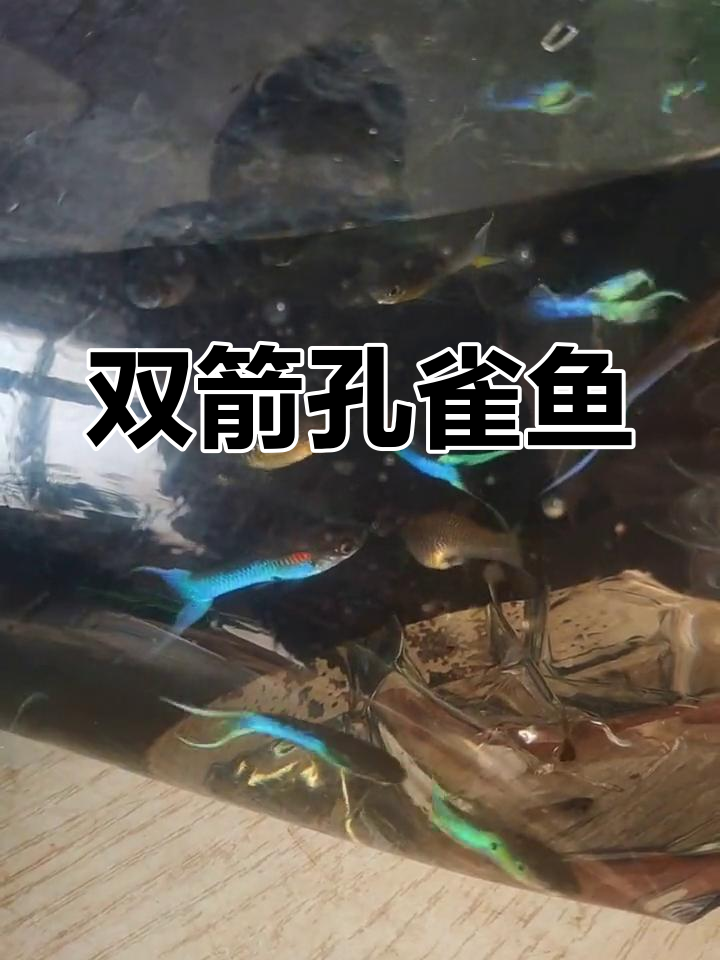 蓝宝石双剑孔雀鱼展示