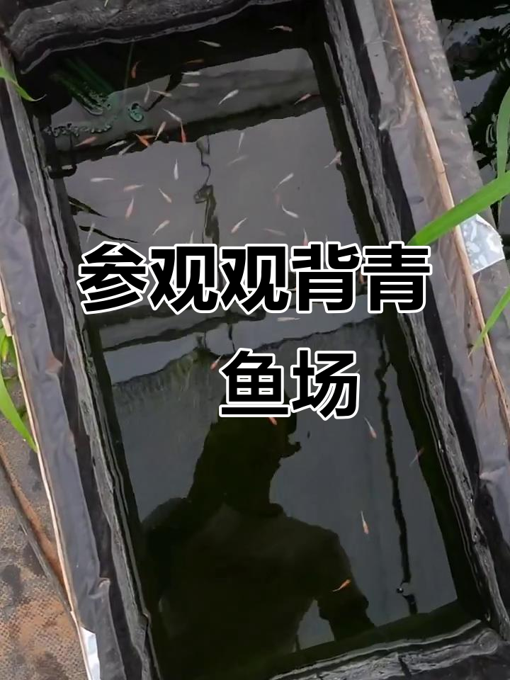 探访观背青鳉鱼场,发现神秘大蛇与蓝宝石品种