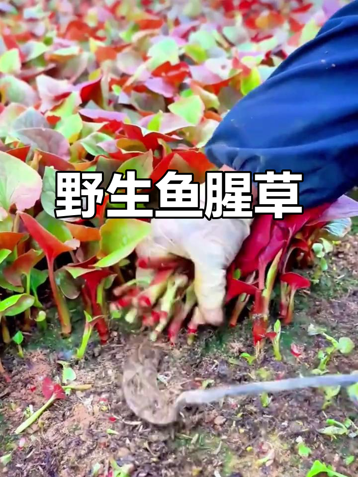 野生鱼腥草,新鲜种子盆栽种植,四季皆宜