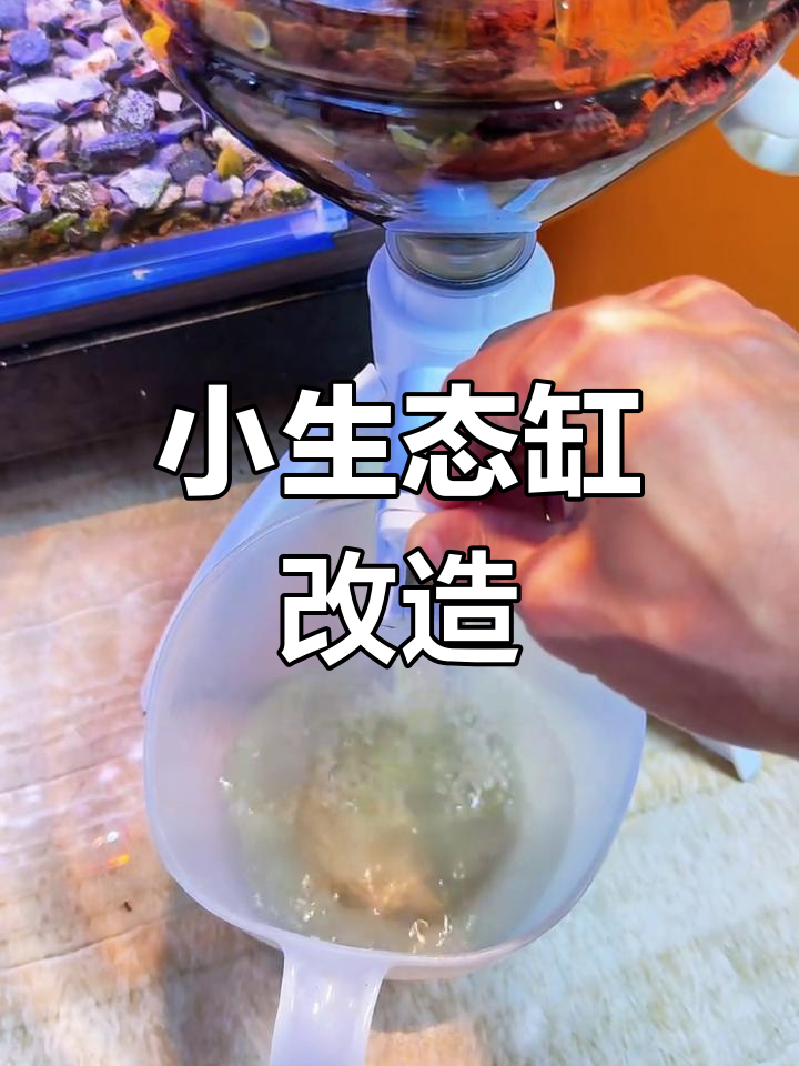 废弃矿泉水瓶变废为宝,轻松打造孔雀鱼繁殖缸