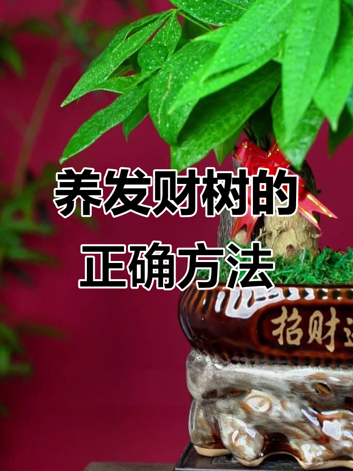 发财树养不好?可能是这个原因,懒人必看!