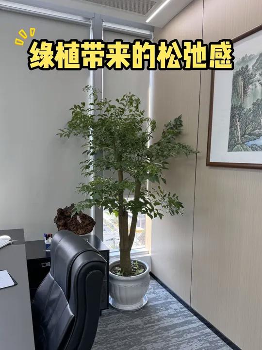 把东方禅意搬进办公室!打工人的松弛感被绿植承包了 茶水台的琴叶榕换了新叶,会议室的龟背竹悄