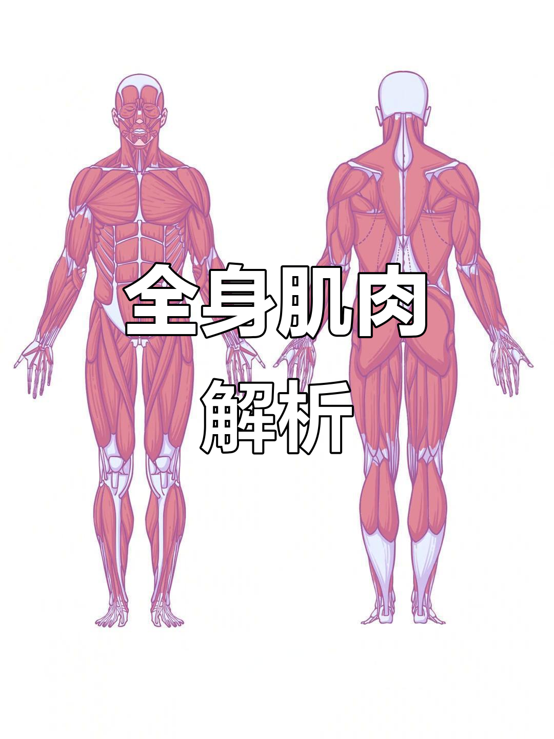 全身肌肉梳理：从头部到脚部的详细解剖