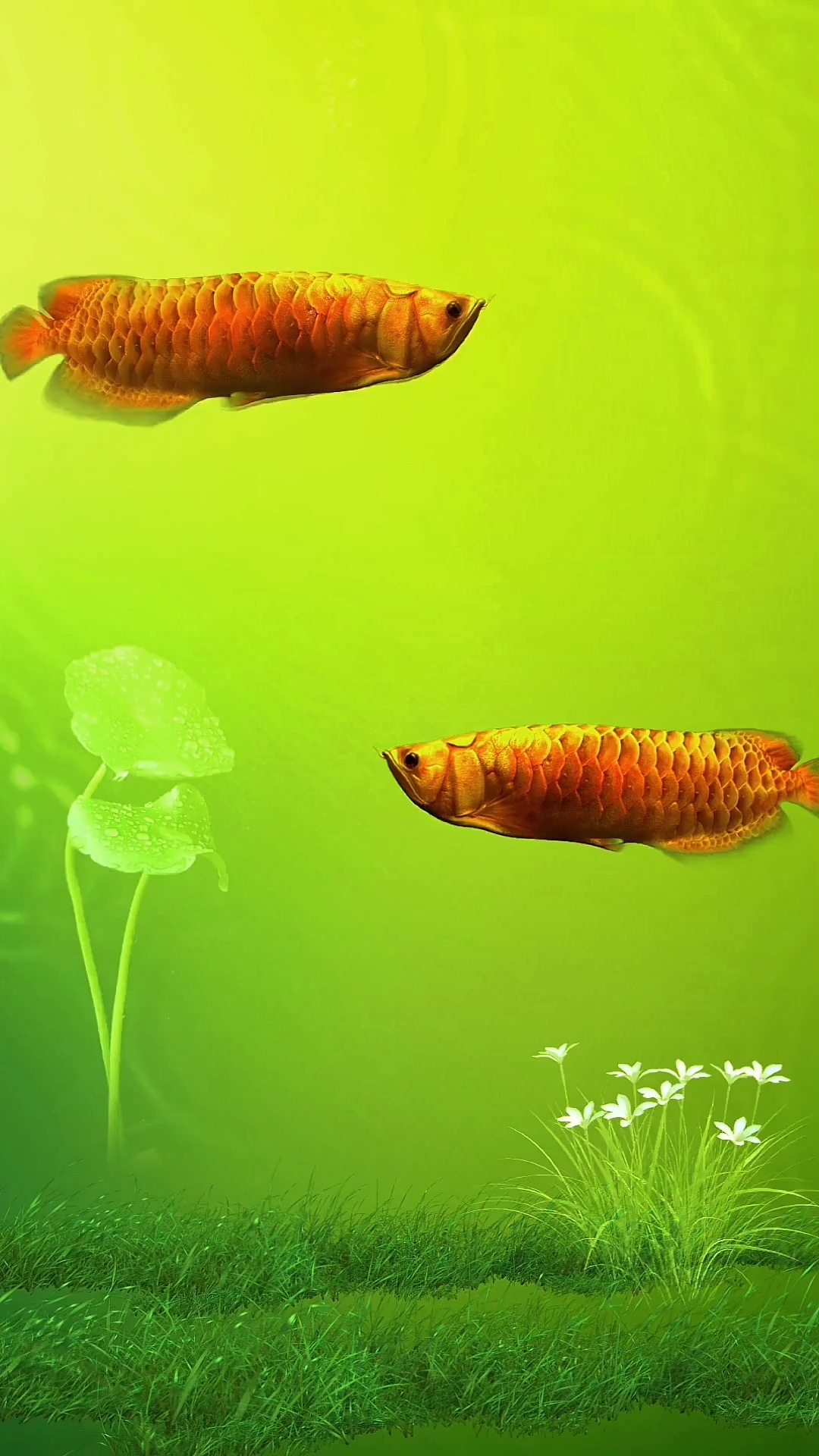 金龙鱼壁纸