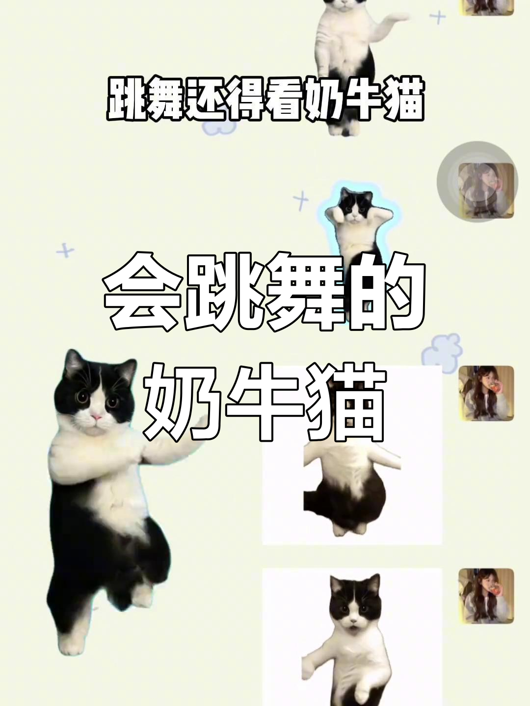 奶牛猫跳舞萌态十足,表情包来袭