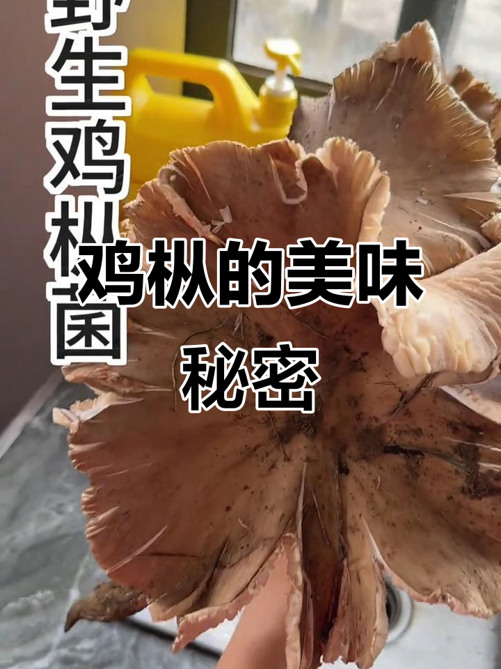 鸡枞菌汤,简单烹饪尽显极致美味