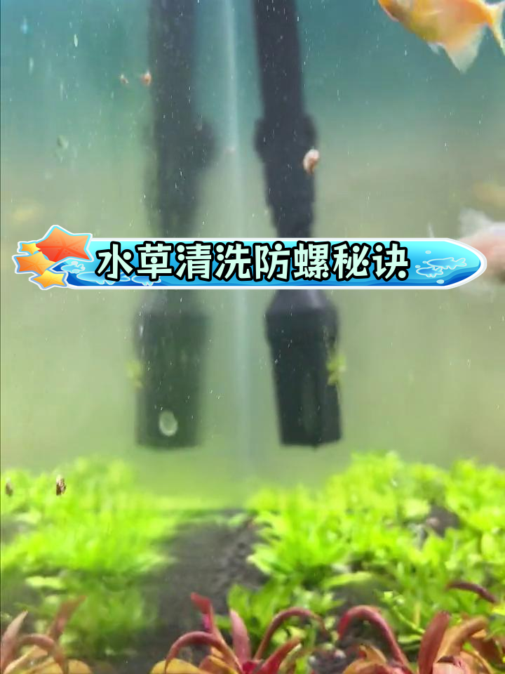 鱼缸长螺的真相:原来是这个原因