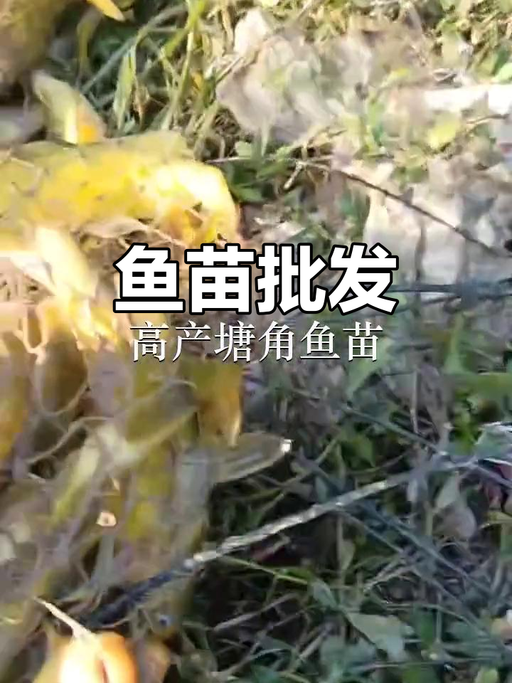 优质鱼苗批发，惠州深圳均有供应