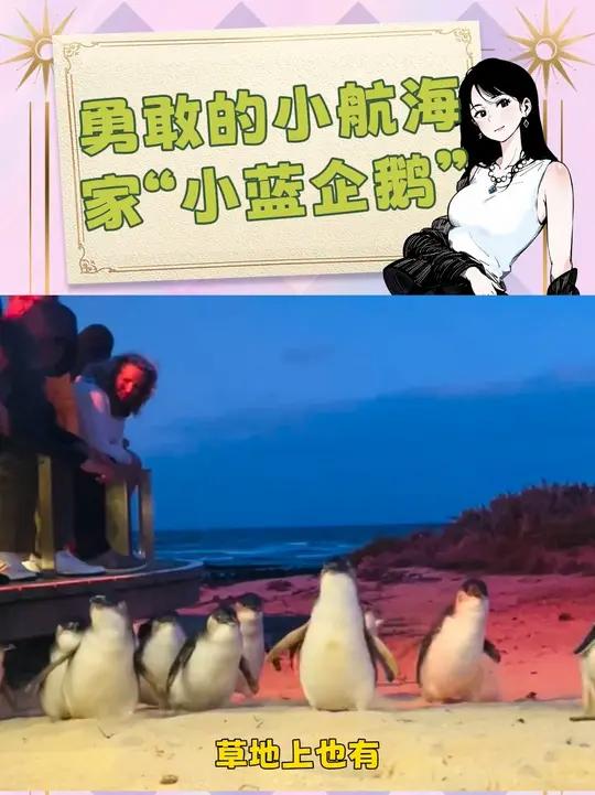 世界上体型最小的企鹅——小蓝企鹅 企鹅宝宝可爱到爆炸小蓝企鹅菲利普岛内容启发搜索