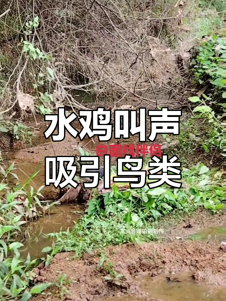 白面水鸡春季求偶鸣叫,美丽歌声引来斑鸠竹鸡