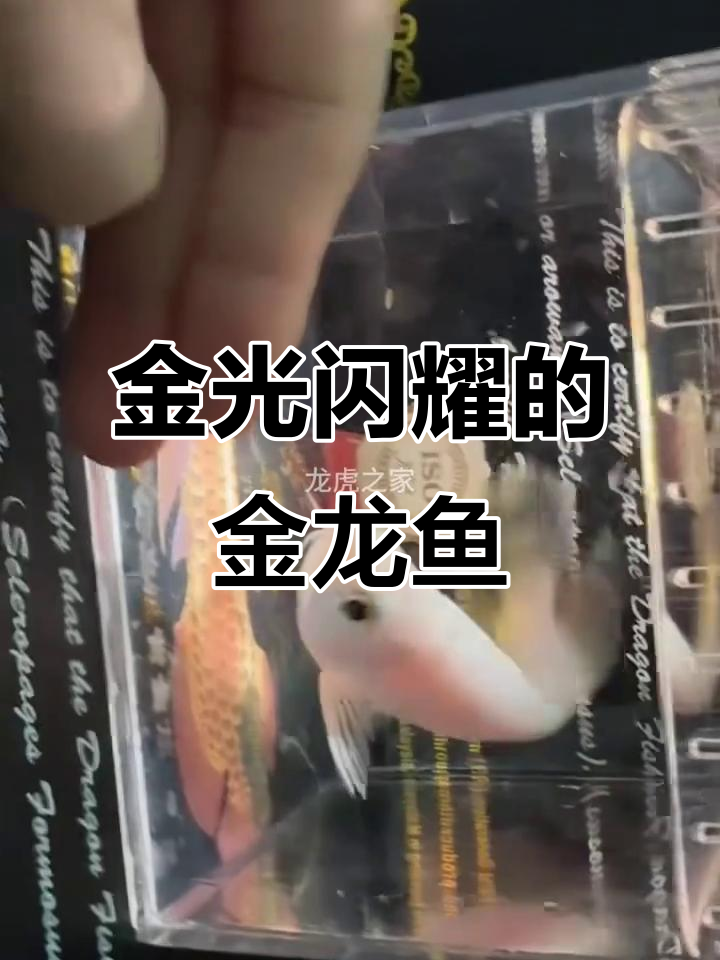 这条金龙鱼苗品相绝佳,全身金光闪闪,血统纯正