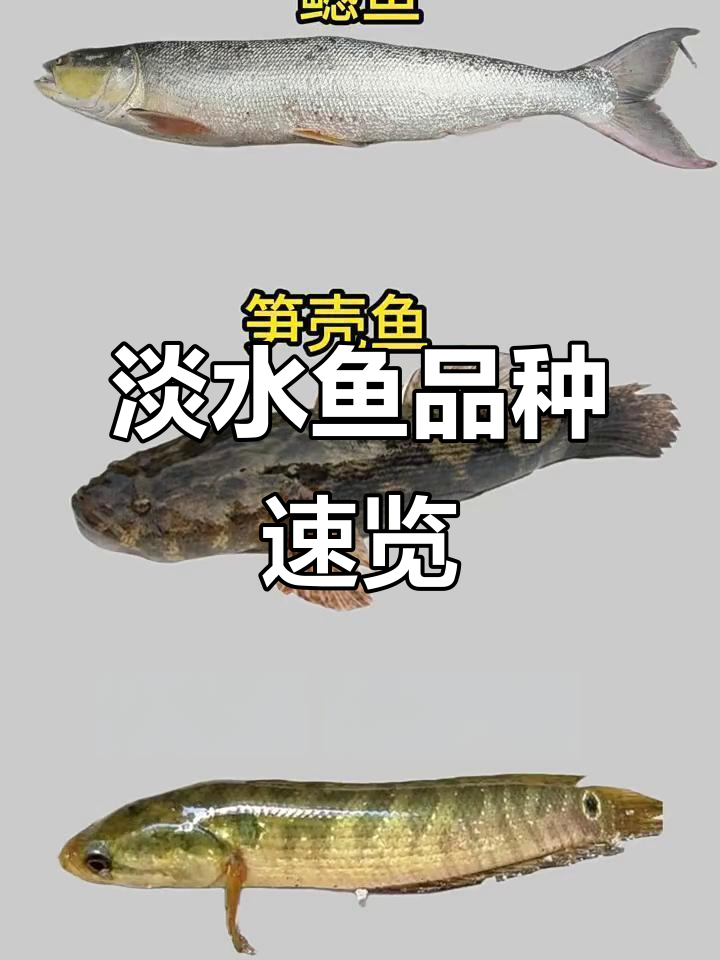 常见淡水鱼品种大揭秘,30秒了解它们的特点
