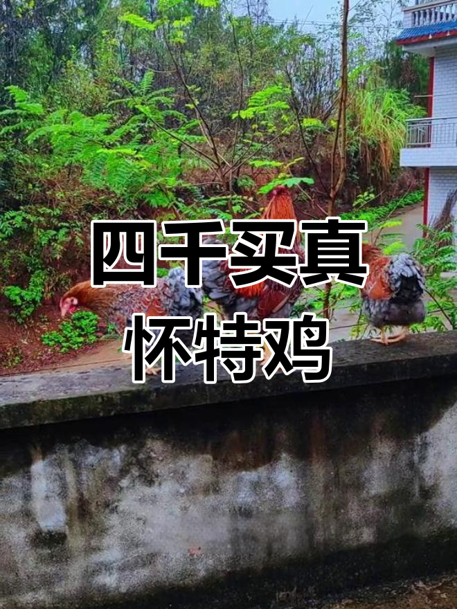 买到假种蛋,怀特鸡孵化之路