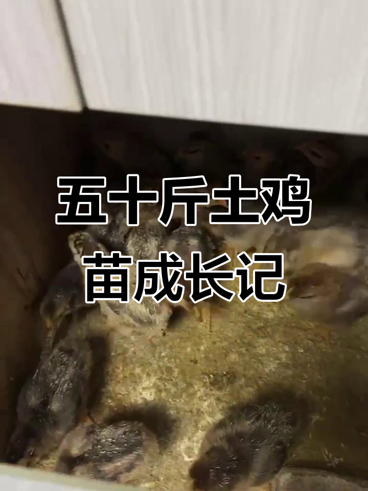 五十只土鸡苗长大,活率感人!