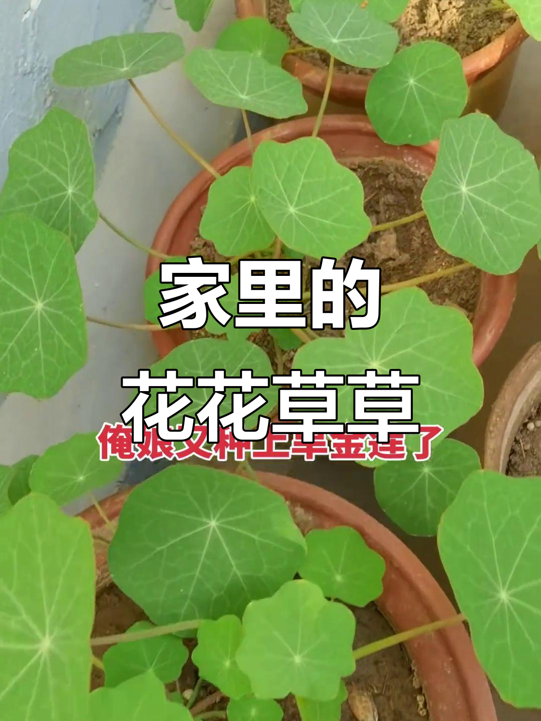 家庭养花大作战:旱金莲、马扎菜一应俱全,连鸟都成了“仪仗队”
