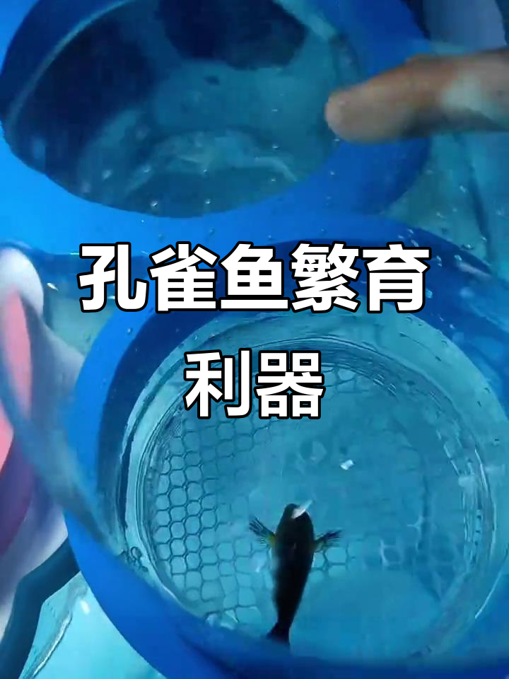 孔雀鱼繁殖神器,隔离盒让小鱼成活率大幅提升