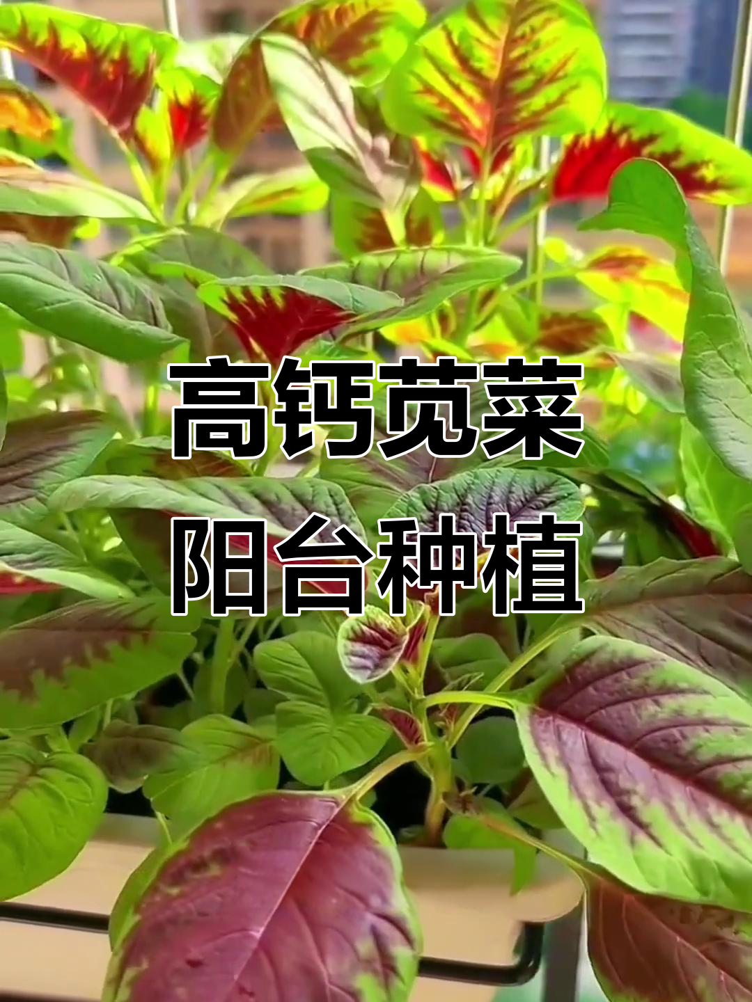 补钙又美观,阳台小院都能种的紫红苋菜
