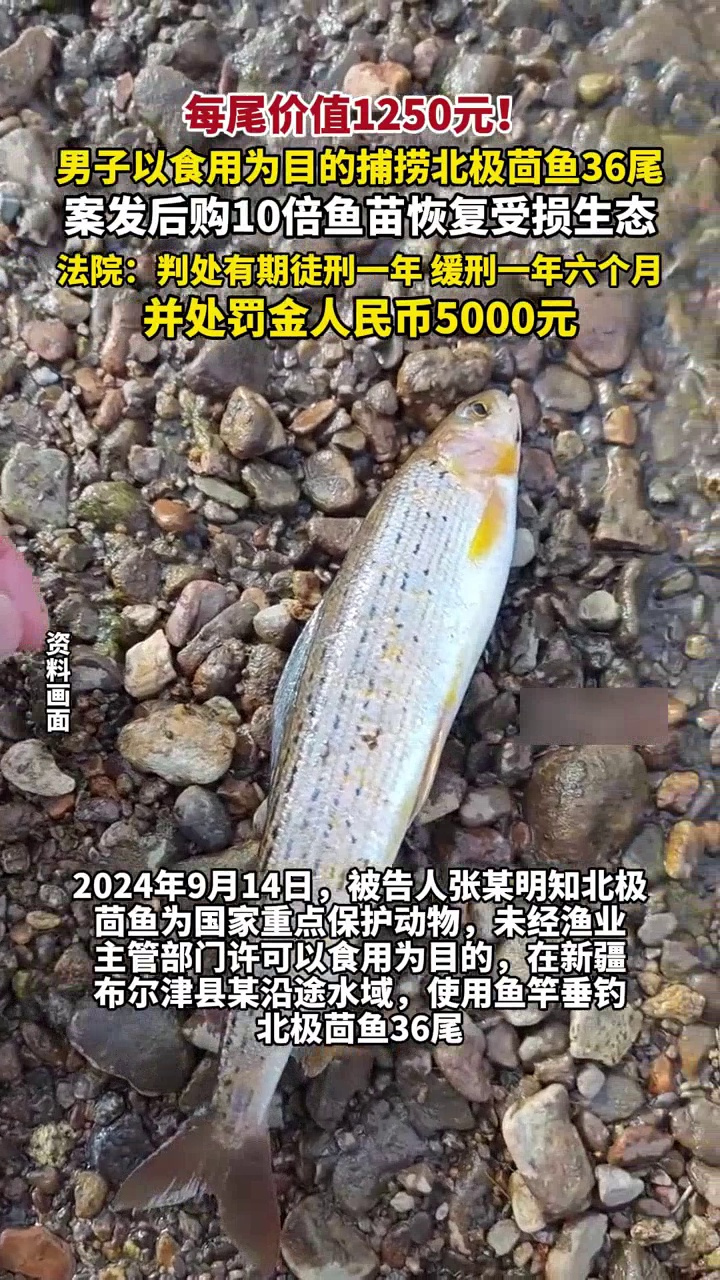 每尾价值1250元!男子以食用为目的非法捕捞北极茴鱼36尾获刑