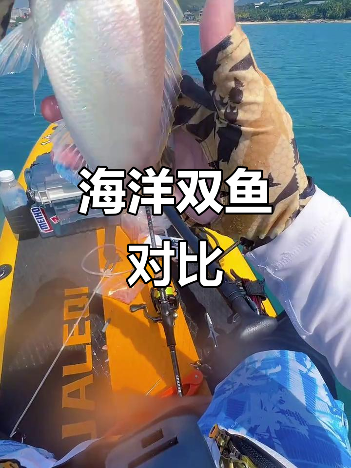 红杉鱼与金线鱼的外观相似,味道绝佳!