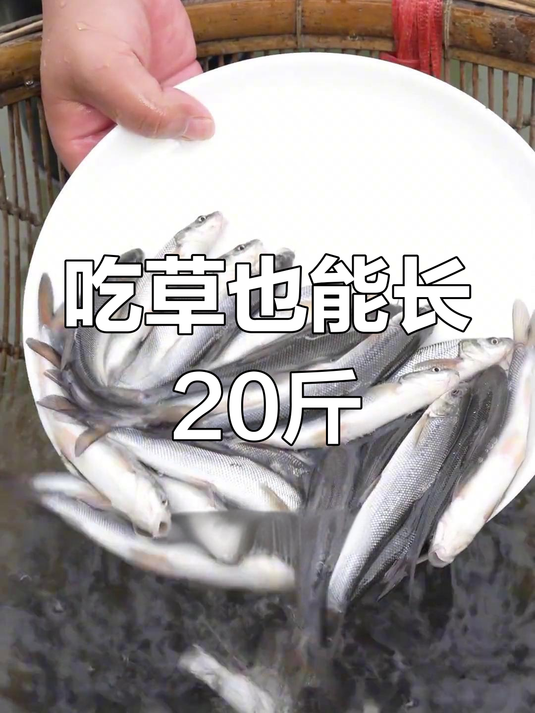 淡水银鳕鱼:以草为食,生长迅速的优质鱼类