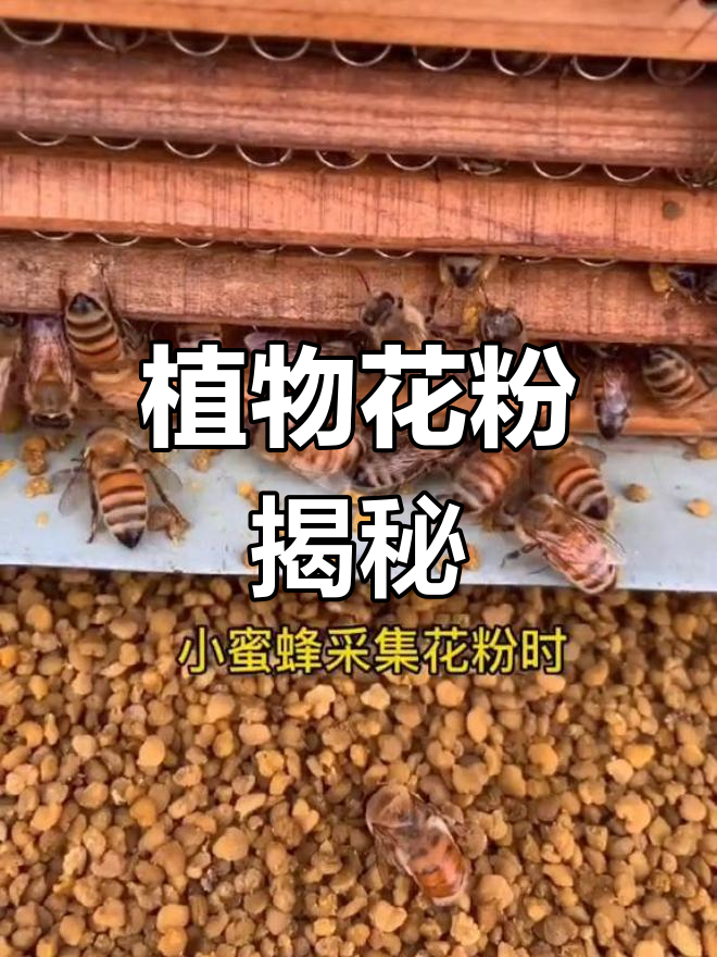 花粉,植物的“精子”,也是前列康的重要成分