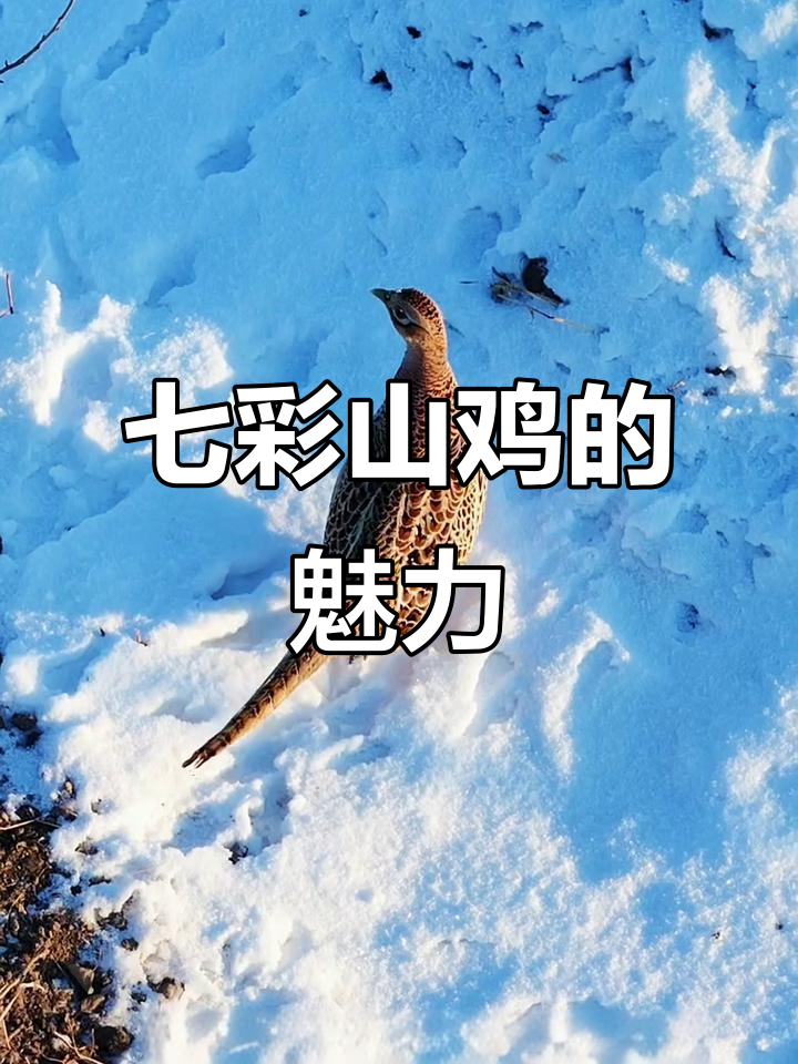 七彩山鸡:雄性美丽颈部白环,雌性暗淡却更小巧
