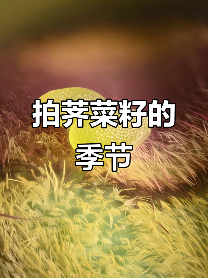 河南荠菜籽的独特魅力，紫荆花下的野采之旅