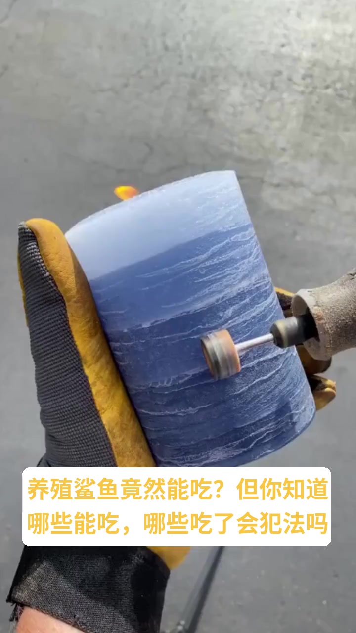 养殖鲨鱼能吃合法吗