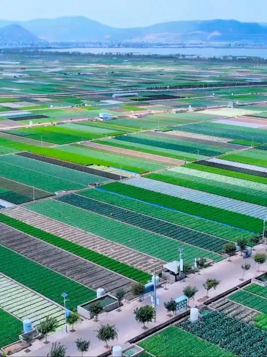 北有寿光大棚蔬菜基地,南有通海露天蔬菜基地,通海人民用勤劳和坚守让通海成为中国第一大露天蔬