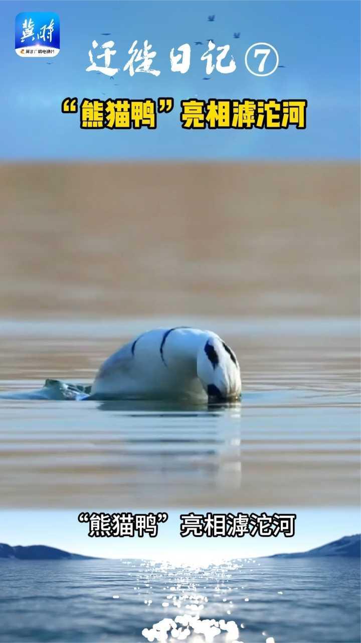 迁徙日记⑦:“熊猫鸭”亮相滹沱河