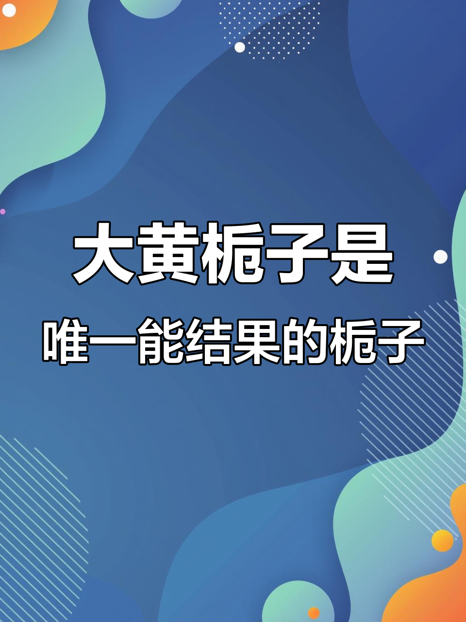 不是所有栀子花都能结果,只有野生大黄栀子才能开花结果