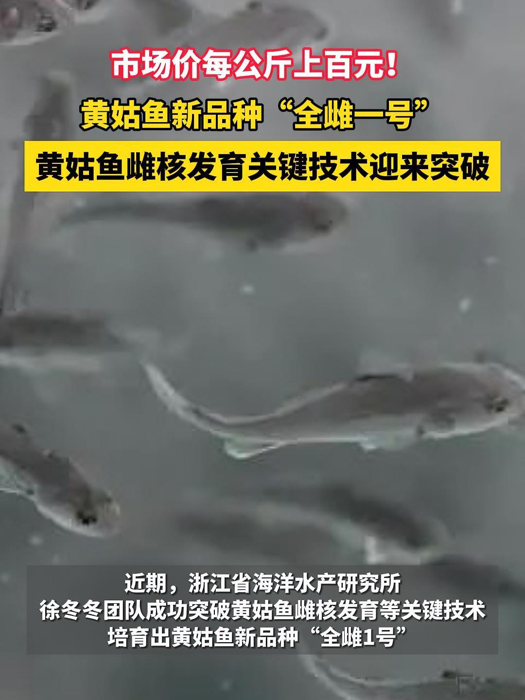 黄姑鱼雌核发育关键技术迎来突破!全新品种“全雌一号”问世!黄姑鱼 水产养殖 三农