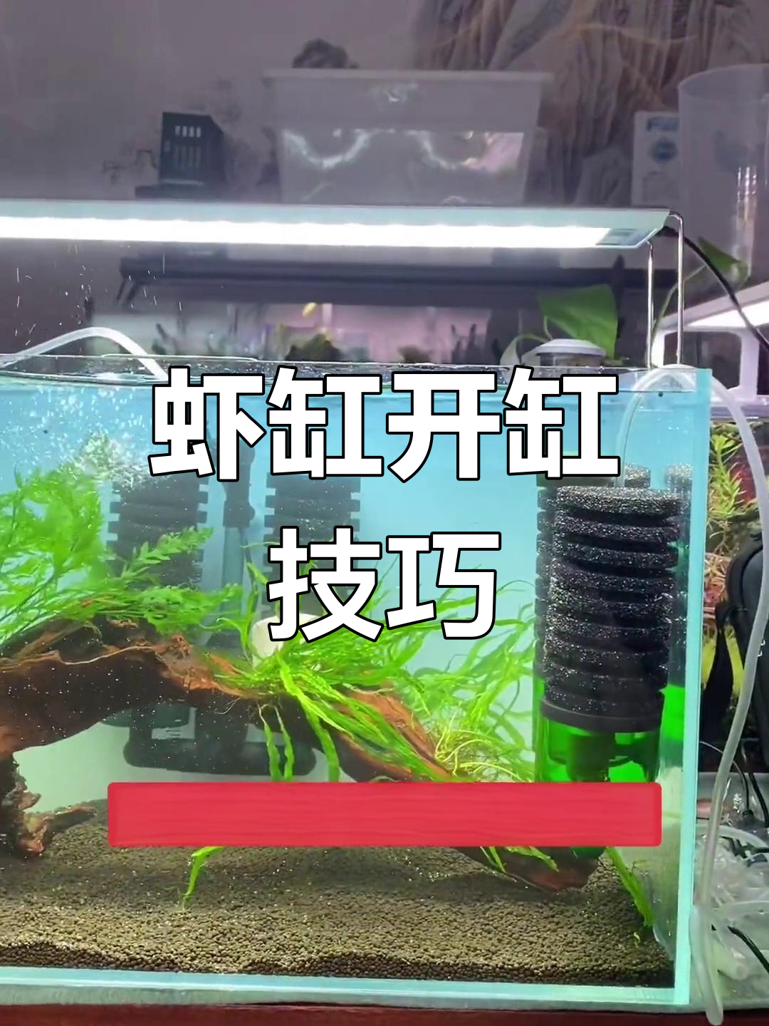 养虾缸设置全攻略