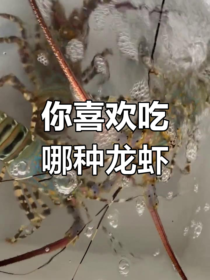 澳洲龙虾与波士顿龙虾的区别解析