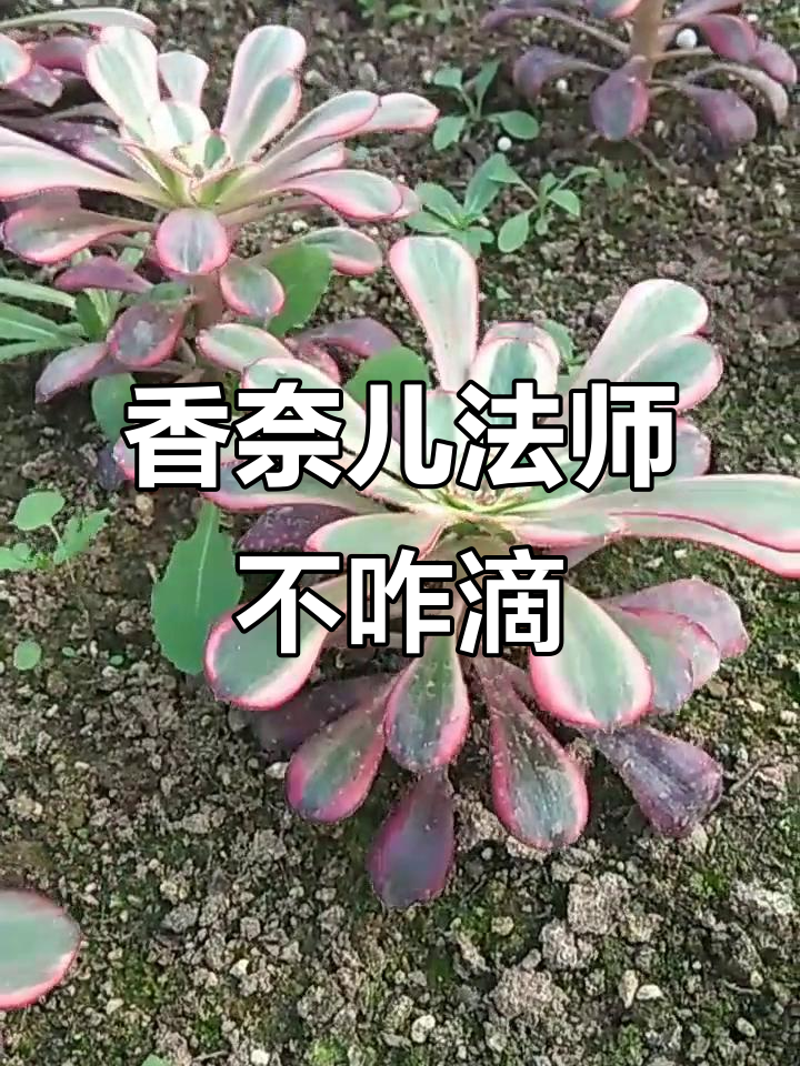 香奈儿法师和美杜莎比起来,颜值差距有点大