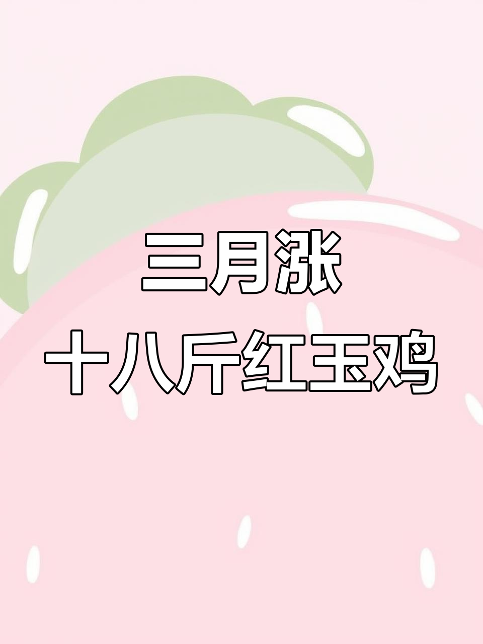 红玉380鸡苗:三个月长到18斤,双黄蛋母鸡养殖新体验