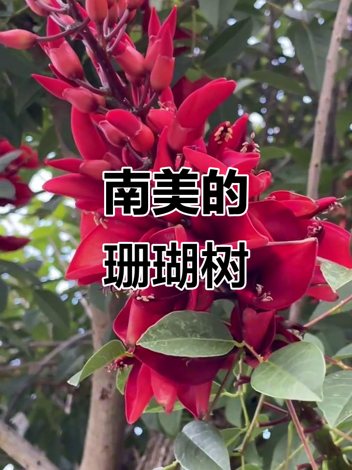 鸡冠刺桐：南美勇敢的象征，根系发达不宜种在房子旁