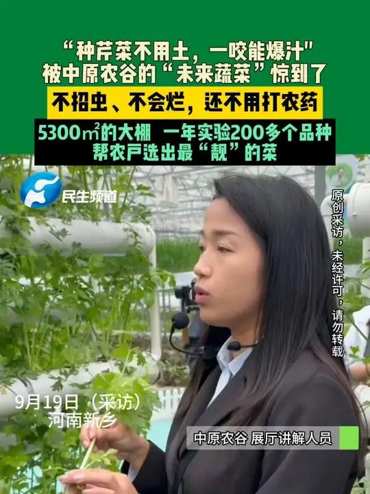 9月19日(采访),河南新乡。“种芹菜不用土,一咬能爆汁”,被中原农谷的“未来蔬菜”惊到了