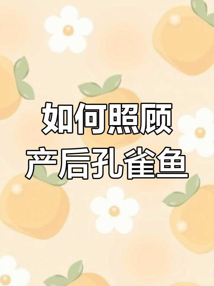 母鱼生完小鱼仔后如何护理?这些关键步骤不能忽视
