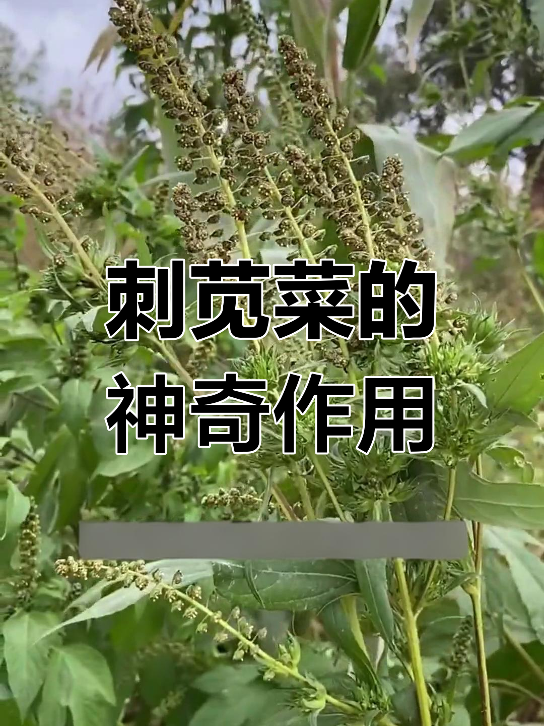 刺苋菜:农村的宝贝,煲汤效果惊人
