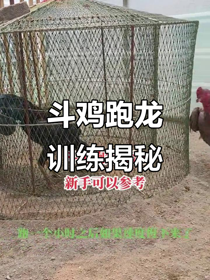 斗鸡养殖秘诀:从急速奔跑到自繁自养全过程揭秘