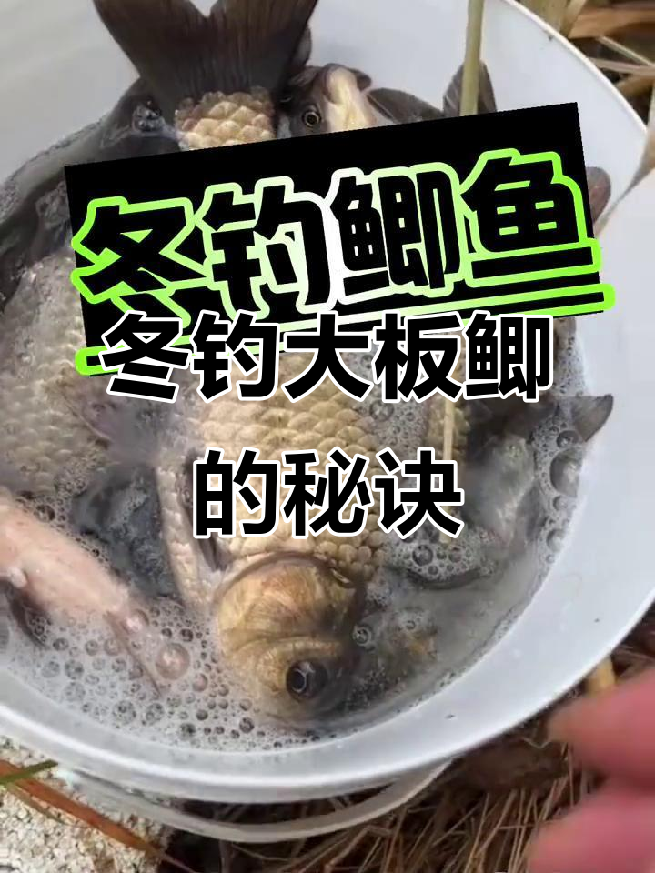 冬季钓鲫五大技巧,教你如何轻松上钩