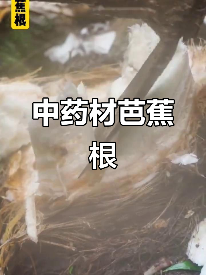 芭蕉根:中药材的宝藏,市场价值高