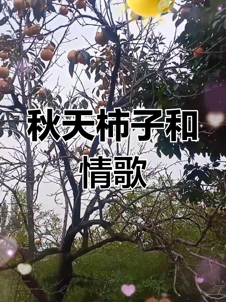 秋天的柿子熟了,口感超赞!山歌响起,竹笼里的秘密