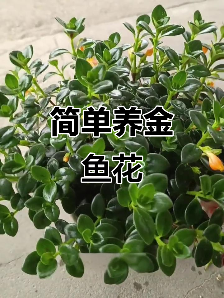 金鱼花养护全攻略：轻松学会这些小技巧，让你的室内盆栽更美丽
