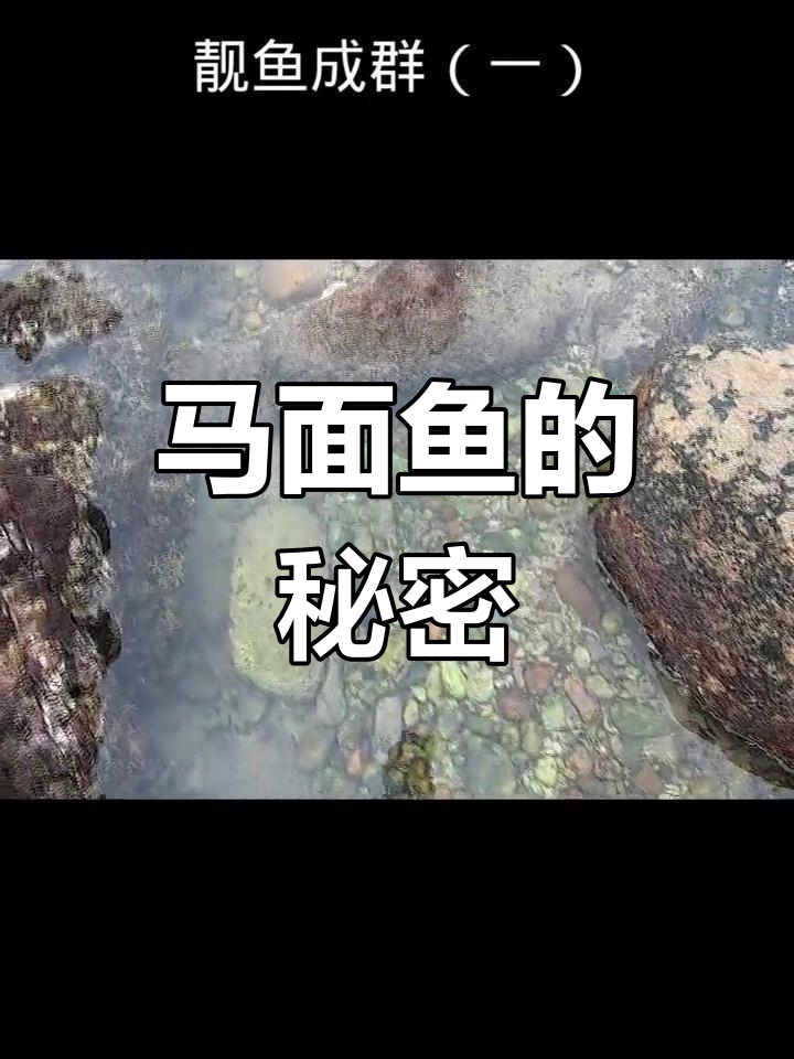 退潮后发现奇特马面鱼,竟然长着龅牙